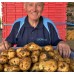 AGRIA POTATOES  5KG Bag Pukekohe Grown